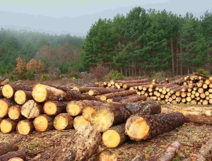 Круглый лес