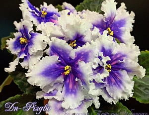 Фиалкисенполии