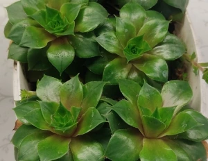 Суккуленты молодило , 150 ₽, Донецк, ДНР