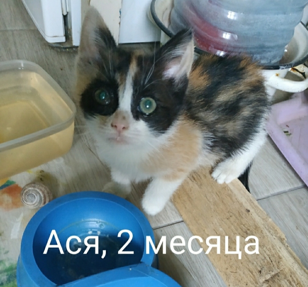 Очень срочно ищет дом чудесная маленькая кошечка