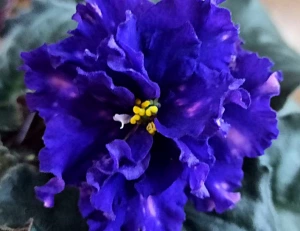 Цветущая фиалка ТЗ-Звездный Бархат
