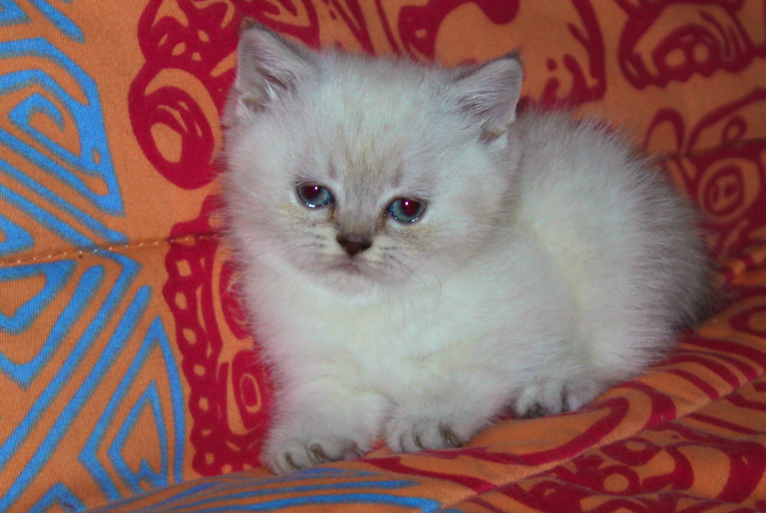 Продам котят