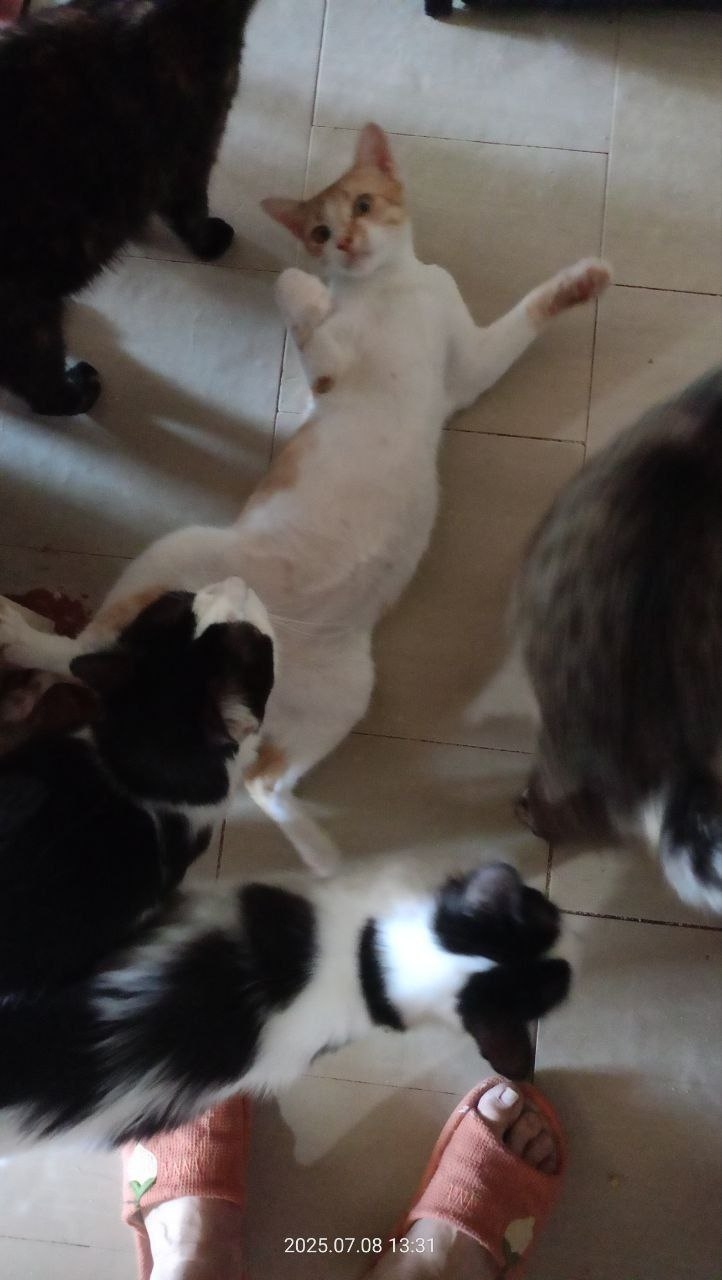 СРОЧНО! ВОПРОС ЖИЗНИ И СМЕРТИ! Котик ищет дом!