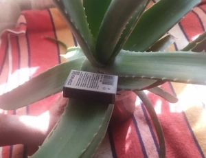 Алое вера (5 лет)