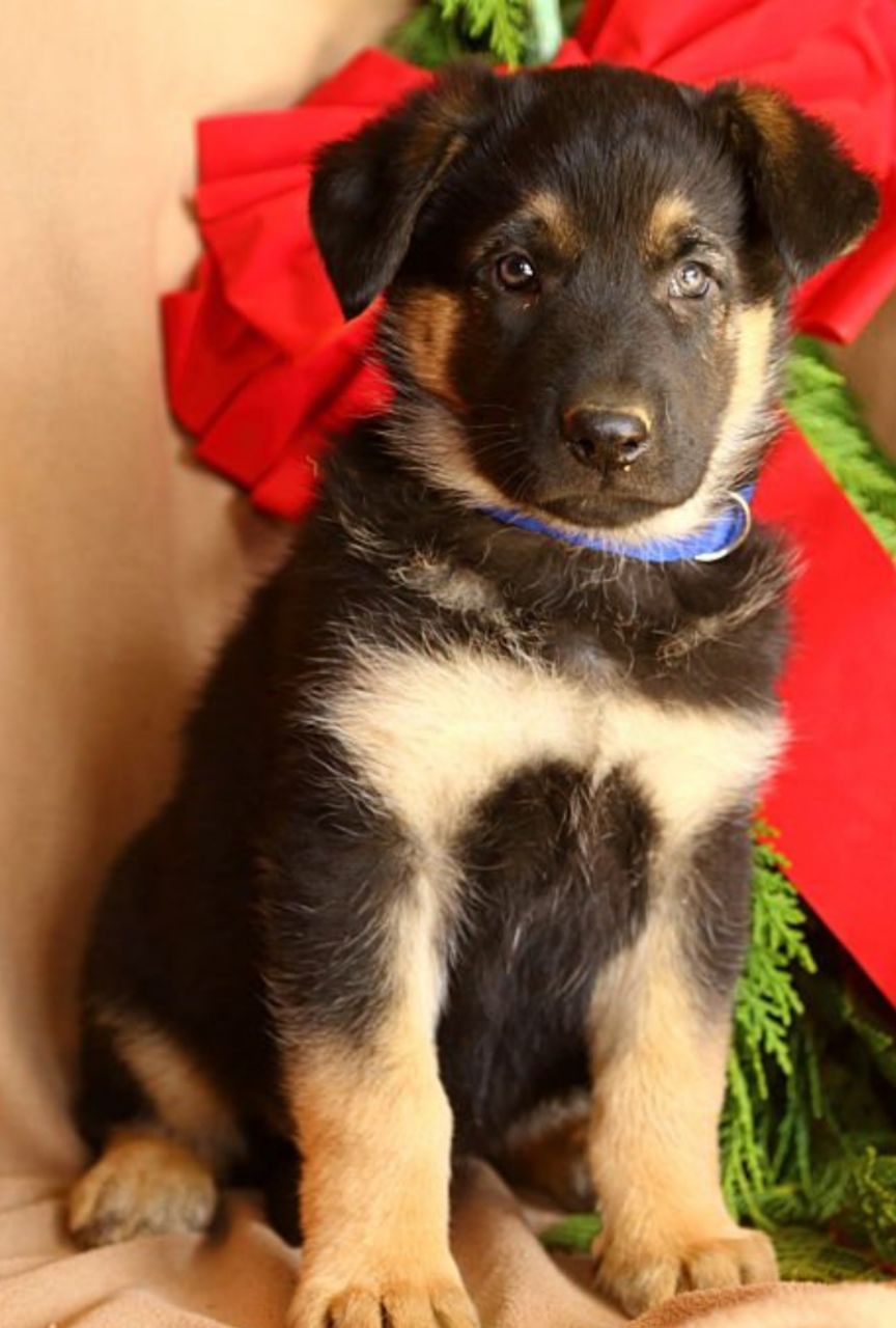 Продам щенков Чистокровной Немецкой овчарки Чепрачного окраса