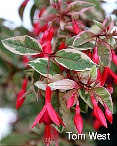 Продам растения. Фуксии