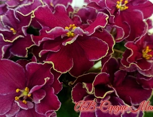 Стартера стандартных фиалок