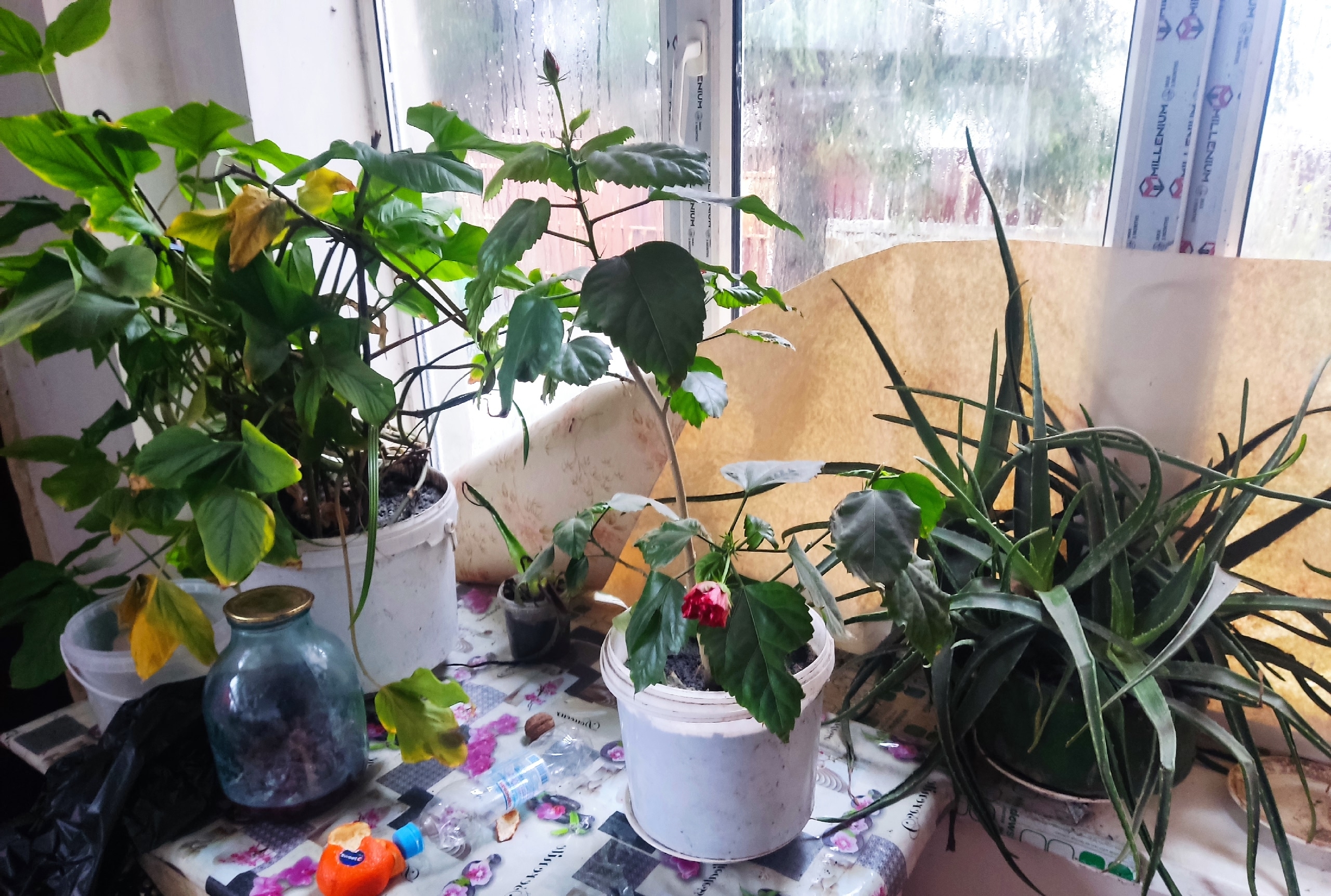 Продажа цветов в горшках