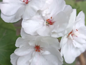 Сортовые пеларгонии 