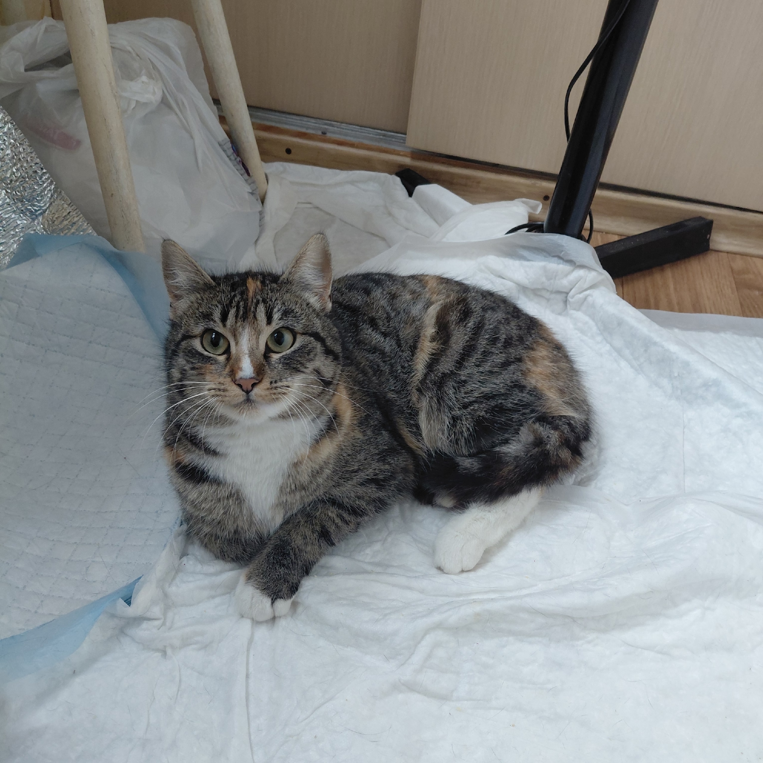 Ласковая, игривая кошечка 9 месяцев