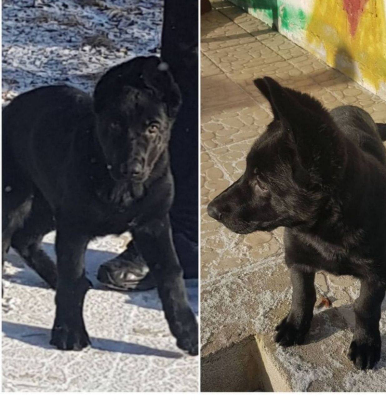 Продаем щенков черного окраса Чистокровной Немецкой овчарки